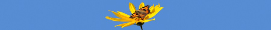 butterfly_01